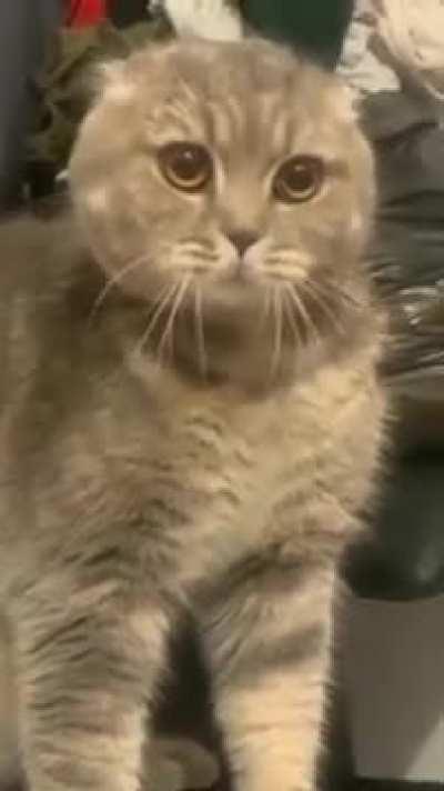 Famous cat from Tiktok! Write in the comment something that this cat would never agree to!