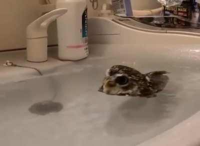 Owl's Bath