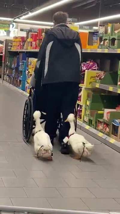 Cute ducks in Aldi.