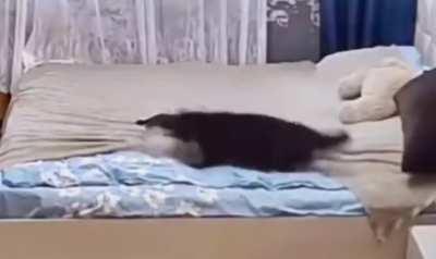 Mother Cat scolds kitten for messing up the bed and fixes it herself.