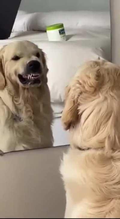 This dog practicing angry faces in the mirror