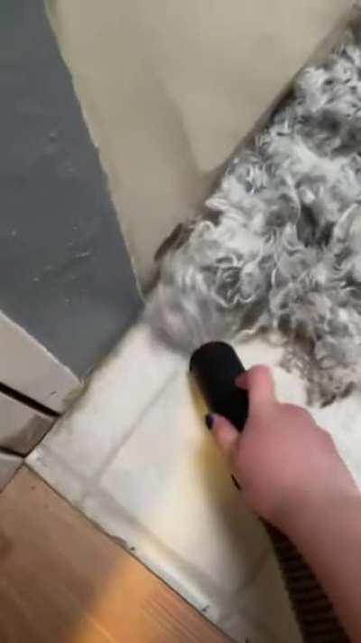 Dog stuck in vaccuum cleaner