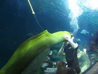 If it swims in the Sea and cuddles you like a Puppy, that's a Moray!