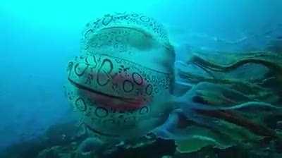 This incredibly rare species of Box Jellyfish was recorded on video for the first time