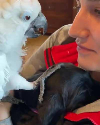 Cockatoo petting the pupper? Sweetpea do be the gentle dinosaur tho