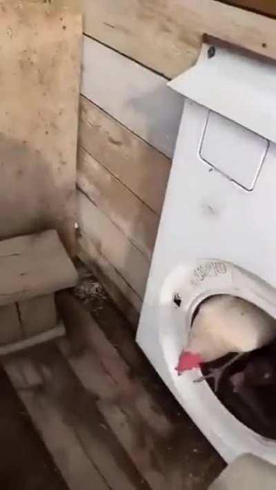 Interesting chicken washer