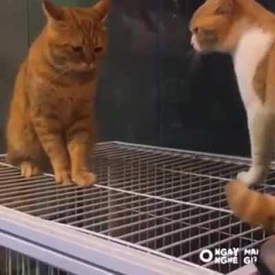 Picking a fight with a louder cat