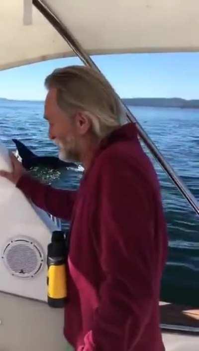 Seal escaping from Orcas