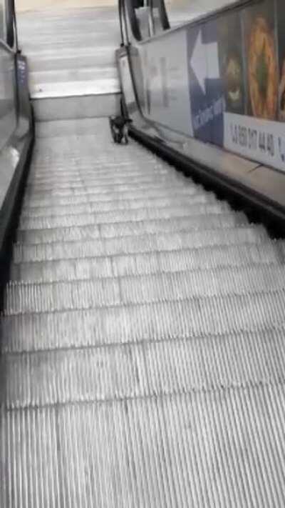 Saw this cat struggling with an escalator