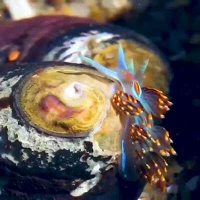 the prettiest sea slug