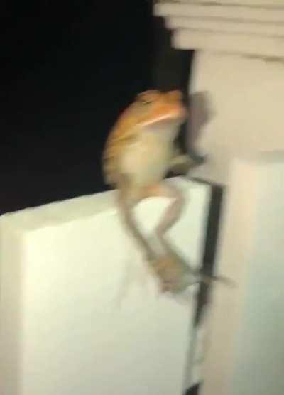 frog doing a flip