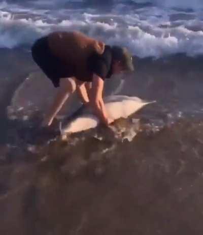 Man saves baby dolphin that is beached.