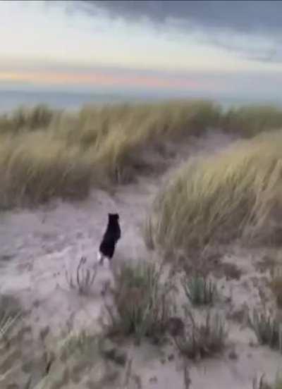 Cat enjoying beach