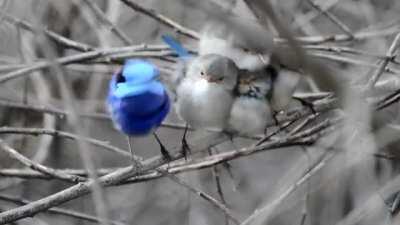 Splendid Fairy-wren Chicks!!