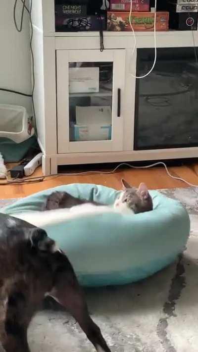 She took his bed.