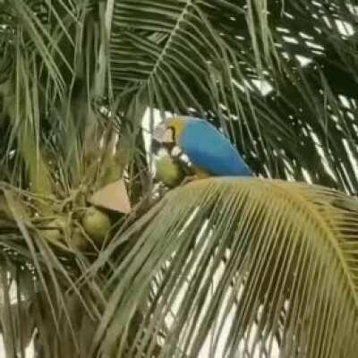 Macaw pulls a coconut straight from its tree then drinks it