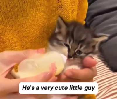 Mama cat understood that her kitten would have a better life with a loving human