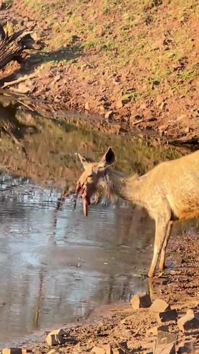 Deer trying to drink water after half of its face is bitten off 