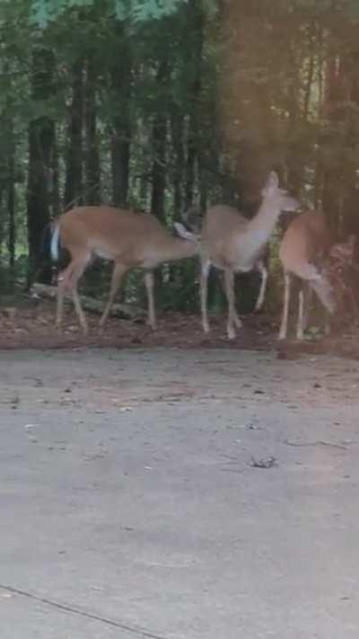 Local herd of deer have visited us with their babies!