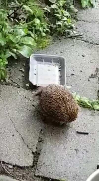 This is How Hedgehogs Itch.