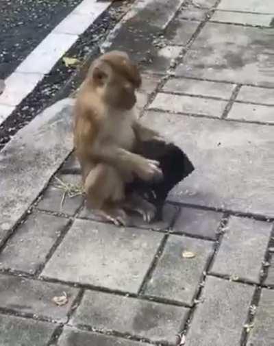 This monkey is smarter than the minority