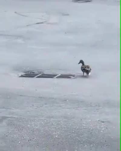 Cute Ducks