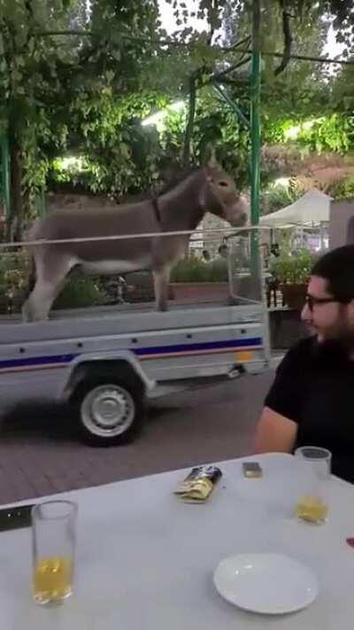 How we walk our pets in Cyprus.