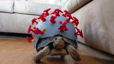 My tortoise Halloween costume for 2020