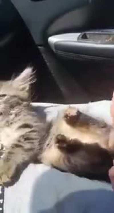 Kitten doesn’t enjoy having its feet tickled