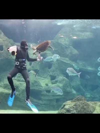 Sea turtle launches attacks on a scuba diver cleaning his tank only to be foiled time and time again