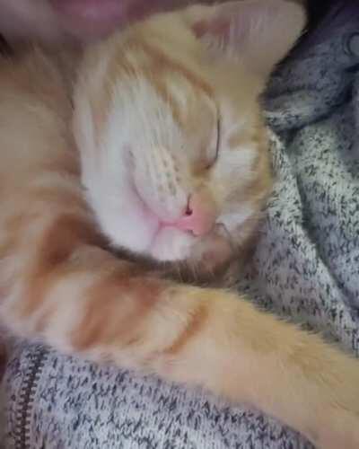 My 3-month old kitten dreaming about eating