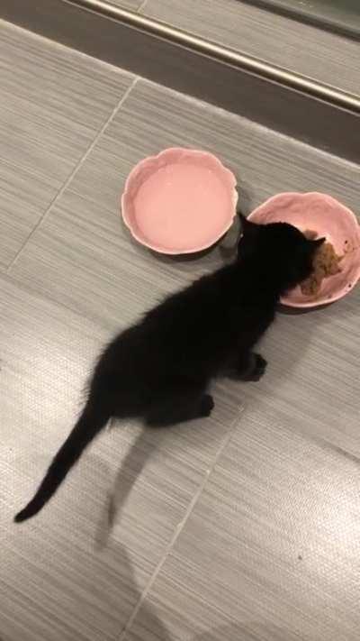 Baby cat sings praise to his food