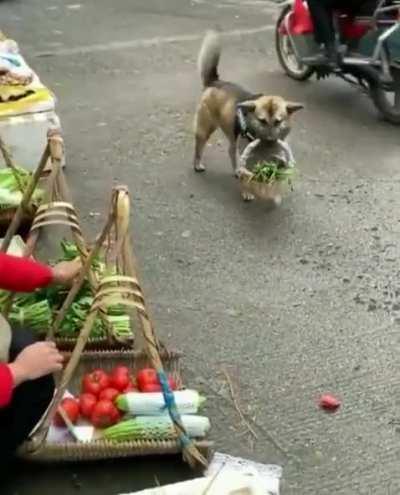 This intelligent dog travels down to the market every day with a basket and some money to fetch groceries for their owner