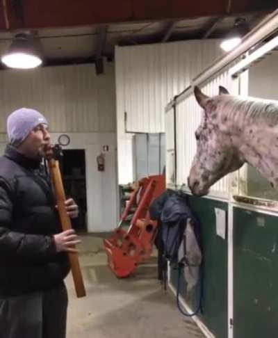 Headbang Horsey...