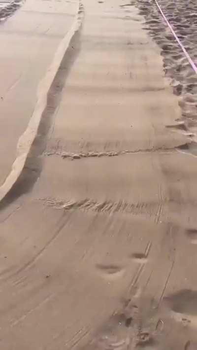 Cleaning up a beach!