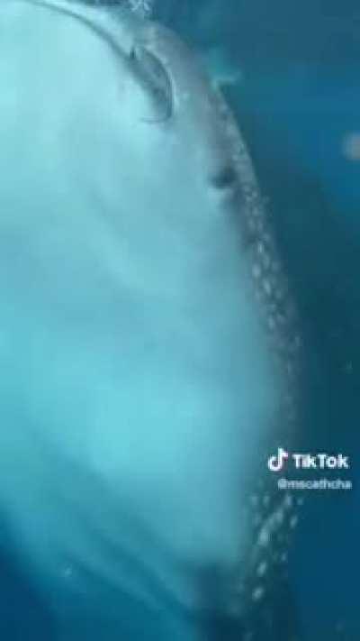 Terrifying: Whale Shark Spotted Right Under Man's Boat!