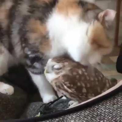 Cat giving his friend Mr. Owl a bath