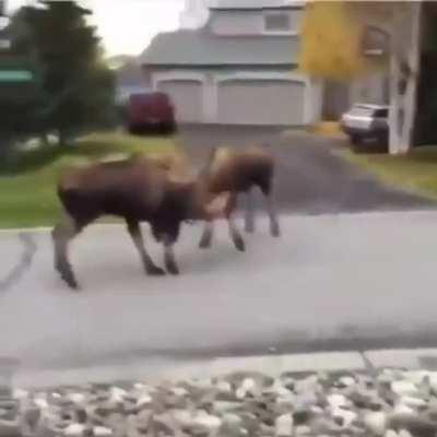 This man recorded two bull moose dueling, a very dangerous thing to do