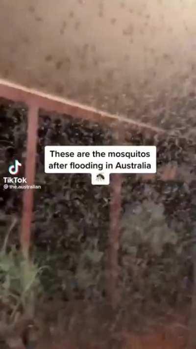 Mosquito's after flooding in Australia