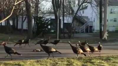 Wild turkeys walking in a circle around a dead cat in the middle of the road in Massachusetts