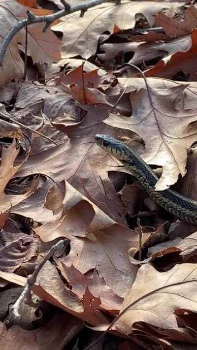 Just an adorable garter tongue wiggle