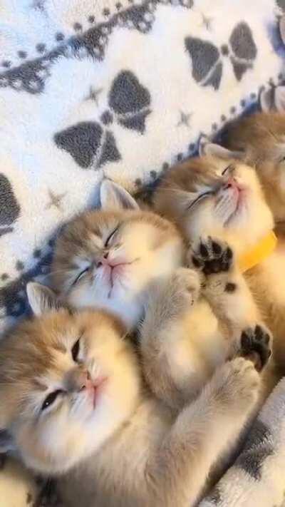 Some kittens just can't sleep.