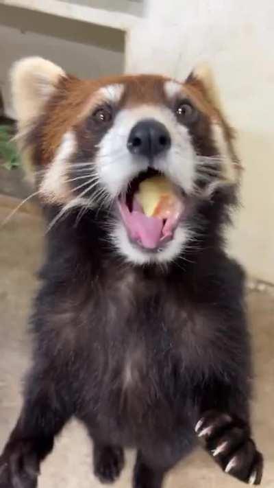 Red panda to brighten your day