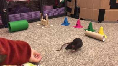 My Pet Rat Donut Doing an Agility Course!