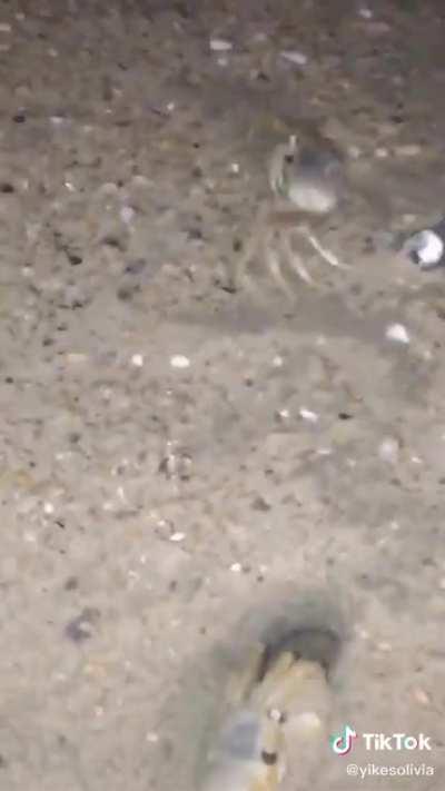 Crab pocket sand