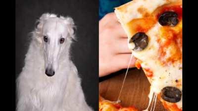 borzoi is the new amogus