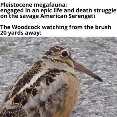 The oldest American Woodcock fossils are ~1 million years old, therefore this interaction is canon