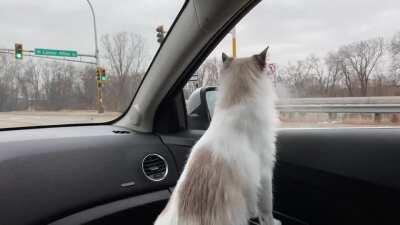 guys it’s the first time my cat has been in a car! she’s so adorably curious!