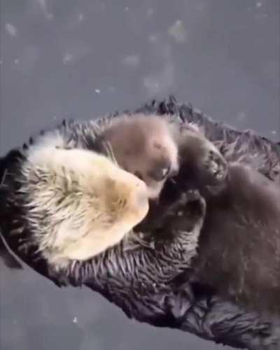 This mother otter making sure her pup is comfy