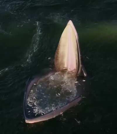 An Eden's whale trap feeding in the Gulf of Thailand